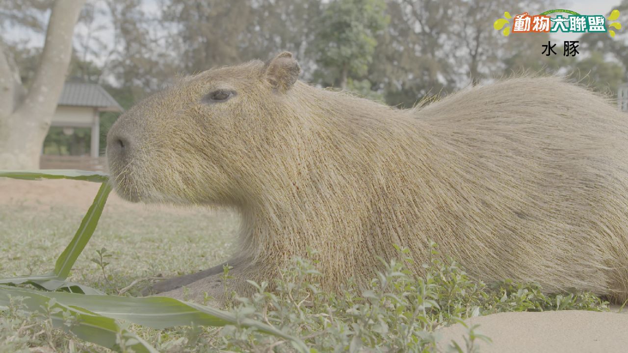 動物大聯盟S2_新官網圖-05.jpg