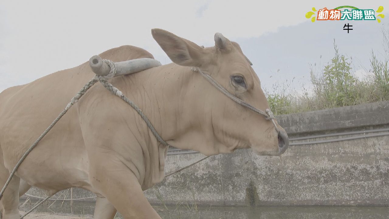 動物大聯盟S2_新官網圖-11.jpg